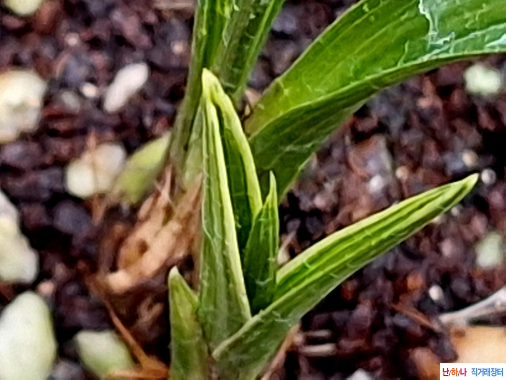 특발전 단엽성산반복?