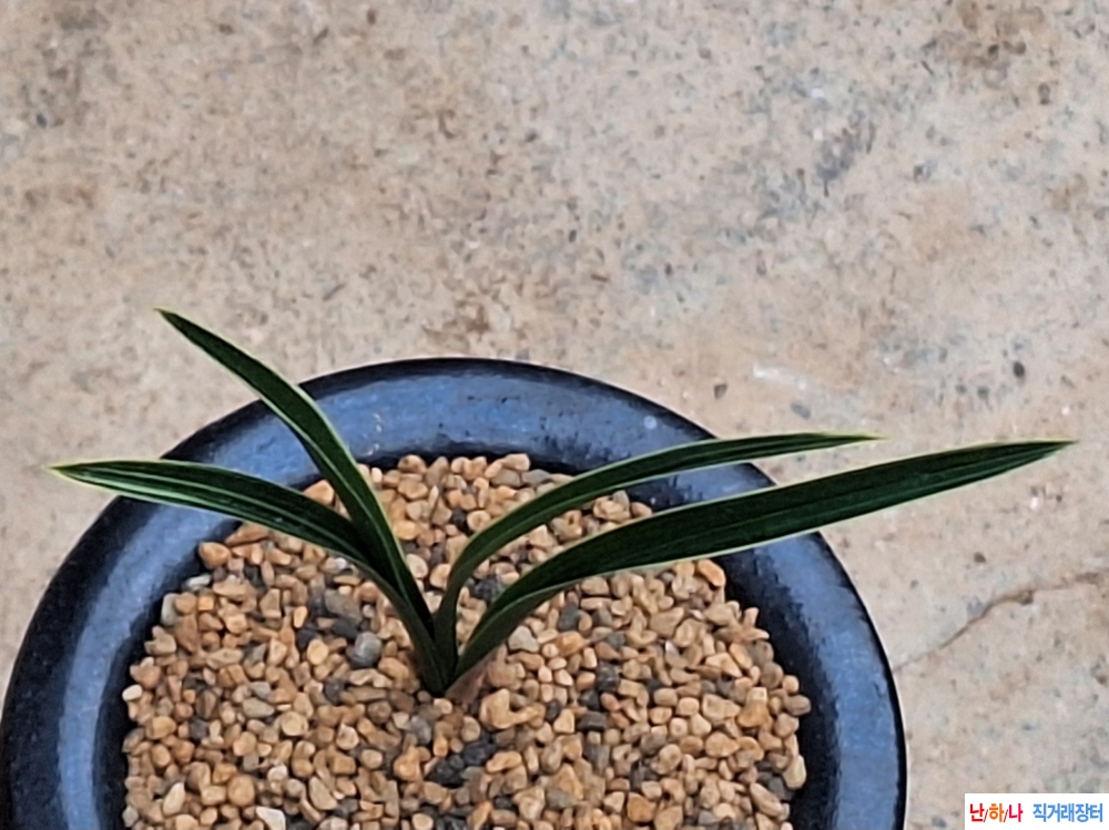 남산관같은입변호복