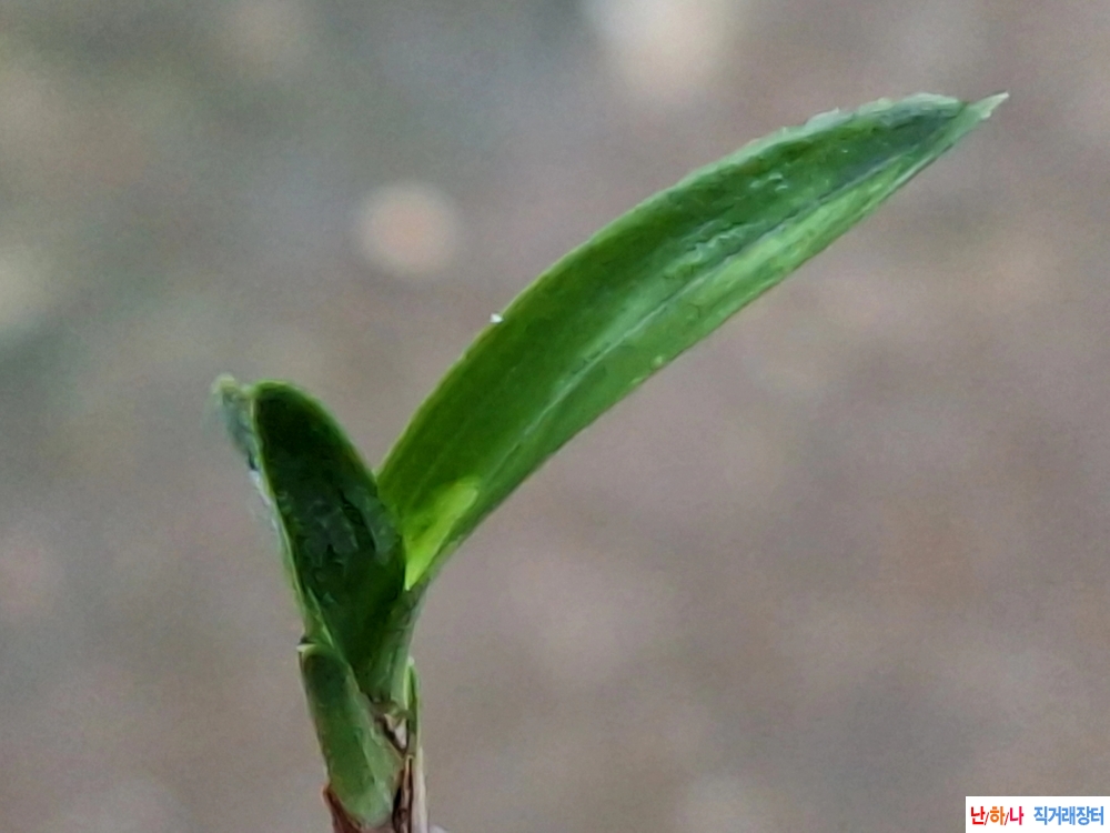 생강도퇴단엽서반