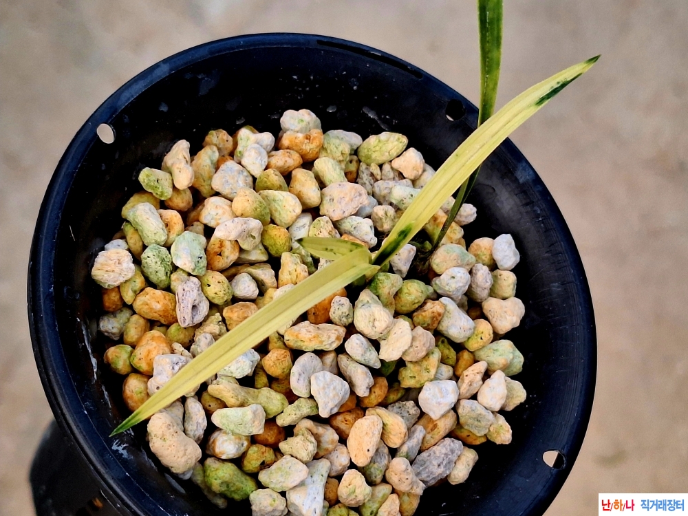 에이스입변서반