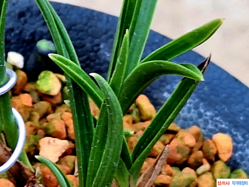 산출단엽성색두기대