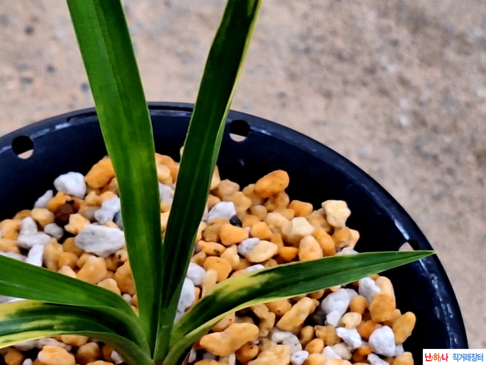 빳빳이입변호피