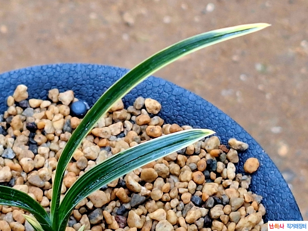 신라같은입변복륜