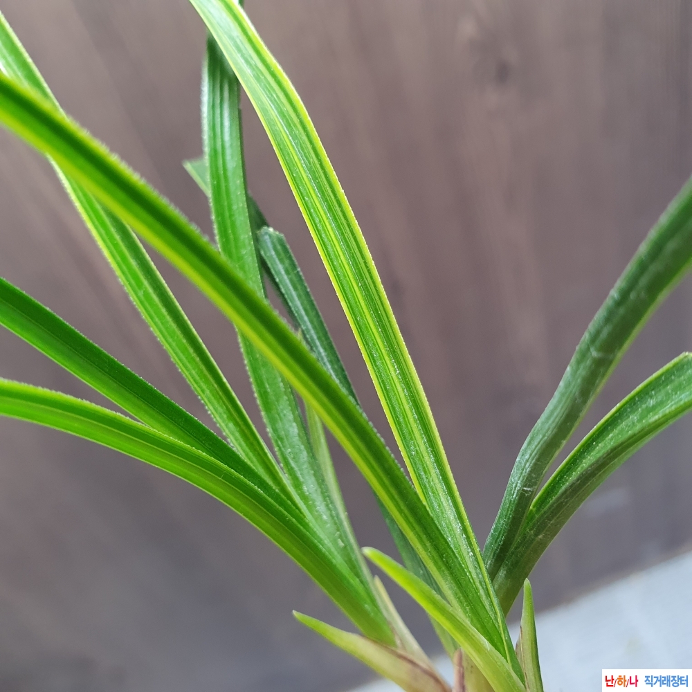 극황,,금계,,산반,,호