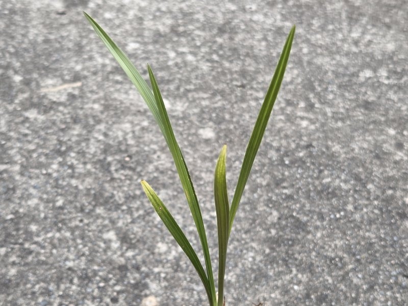 산채품 산반