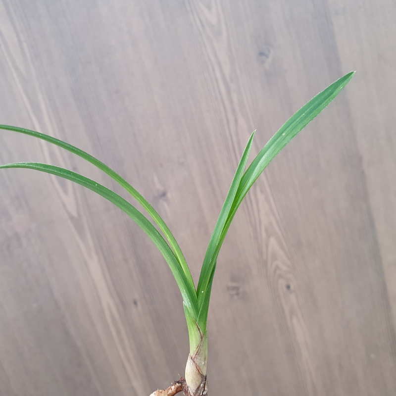 단엽성,,산반호