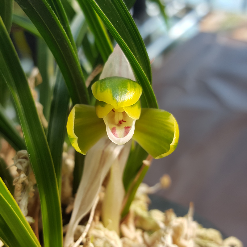 무명,,복륜형,,원판,,황?