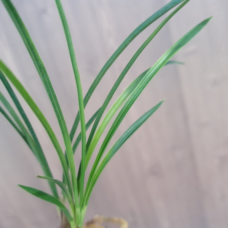 먹란,,두화변,,서반