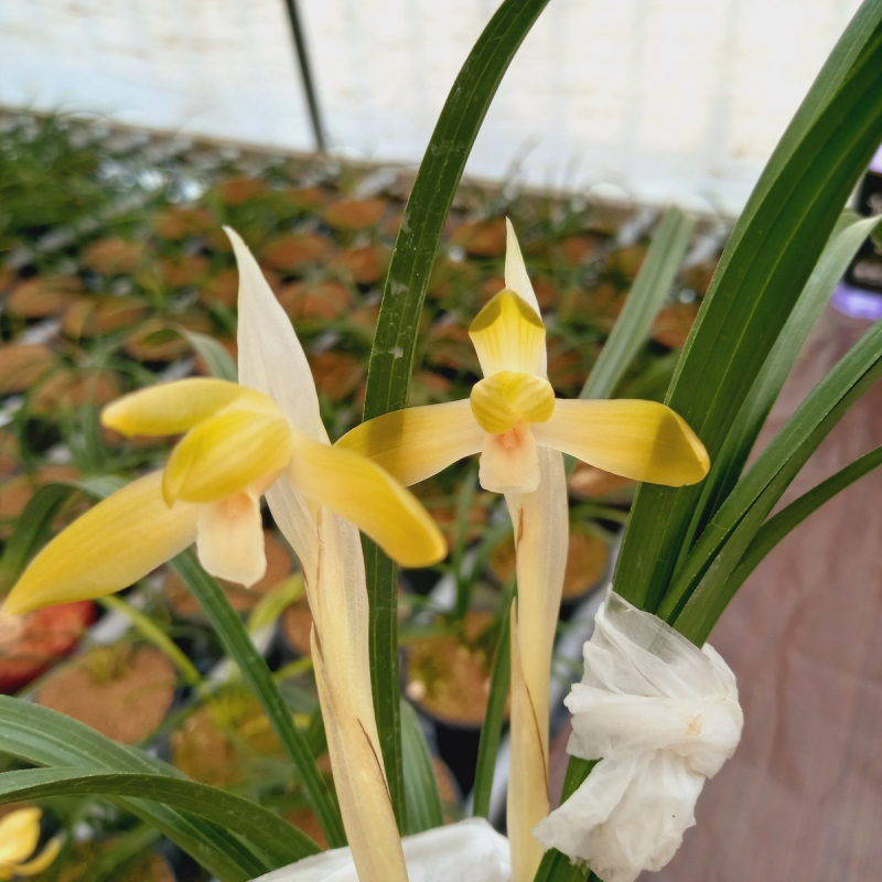 무명,,화형,,주금소심