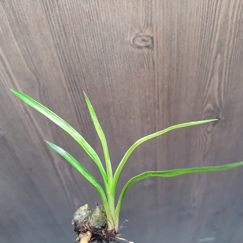 산출,,까닥지,,전면산?