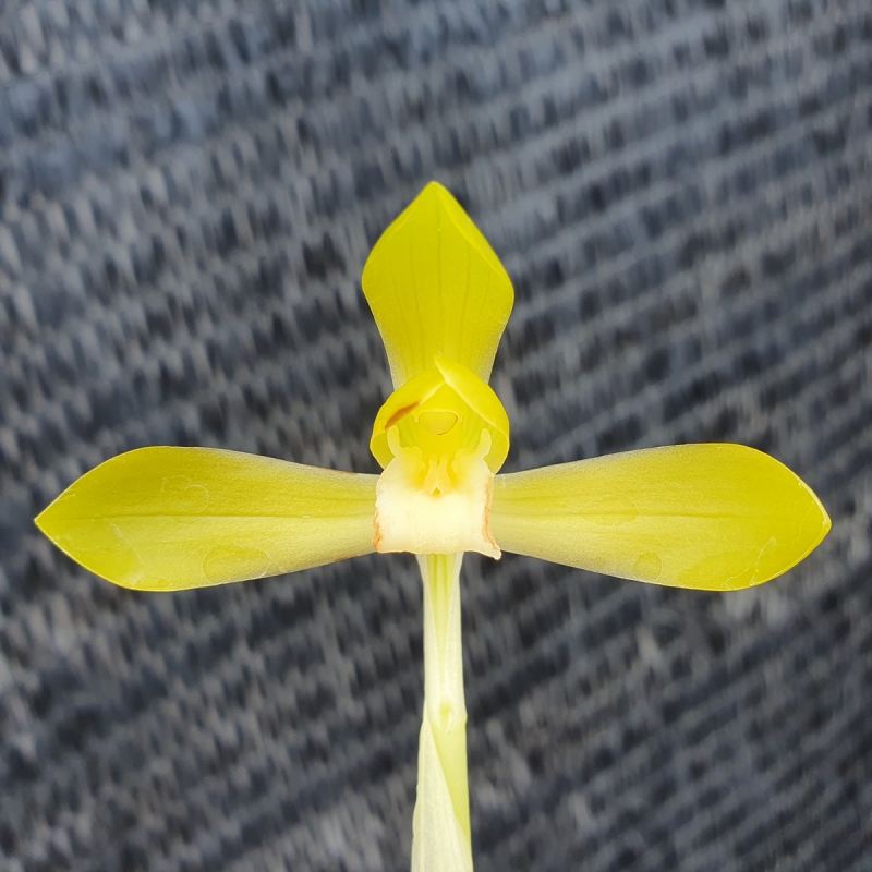 무명,,후발색,,황화소?