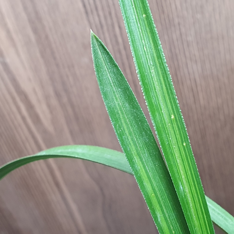 환엽,,산반중투