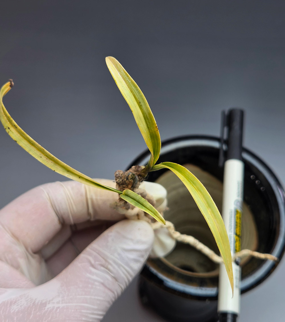 입변서반 뒷촉 종자목