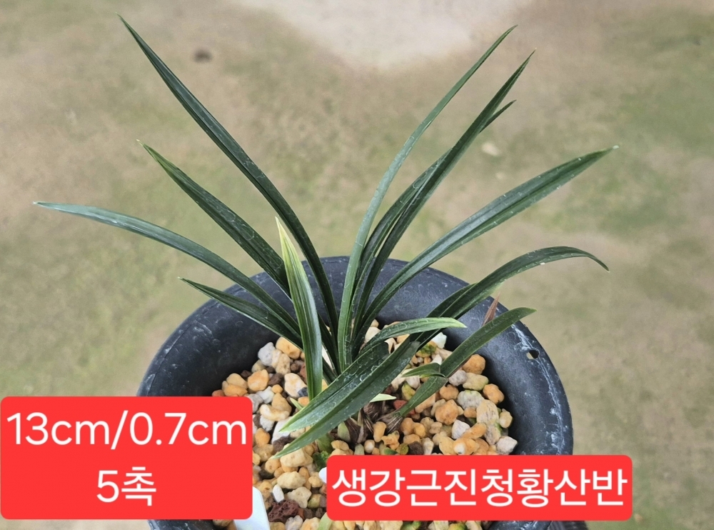 생강출발
