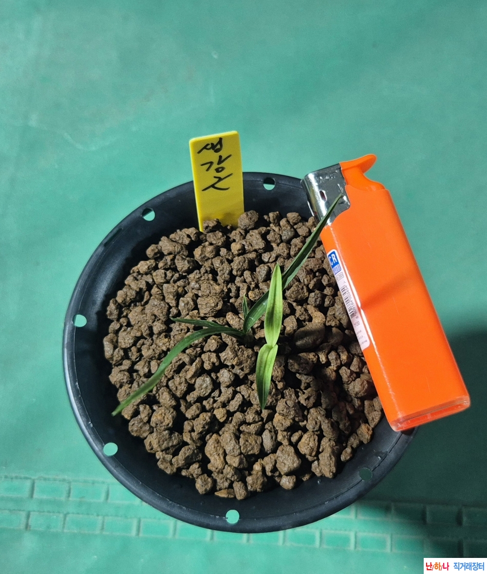 산채입변