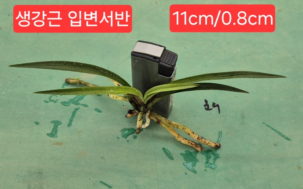 산채입변