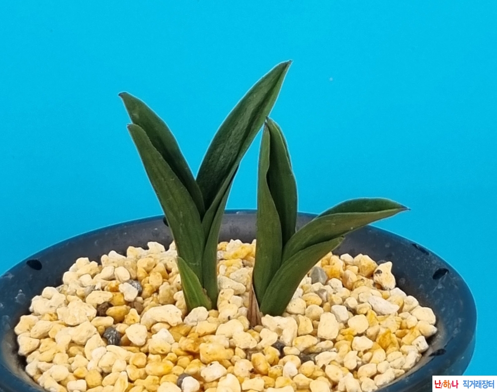 대박기대단엽무늬