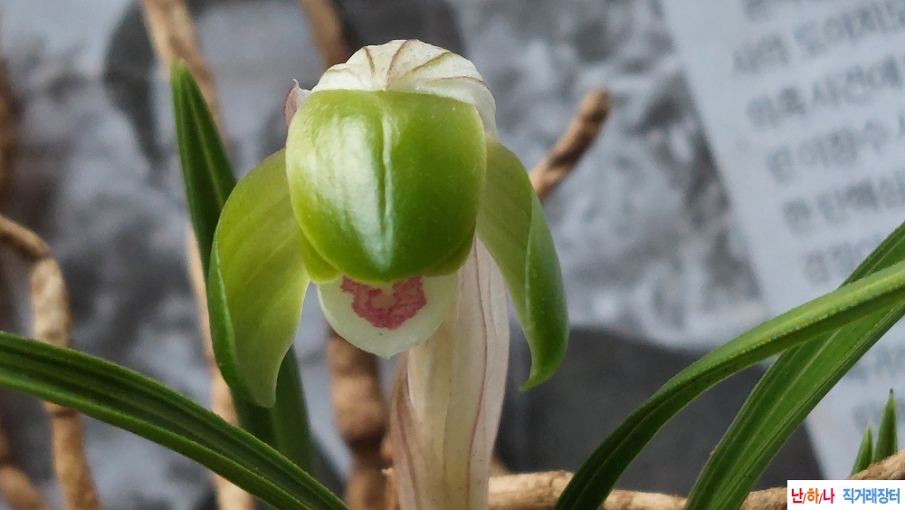 산채 신아두화변 끼두?