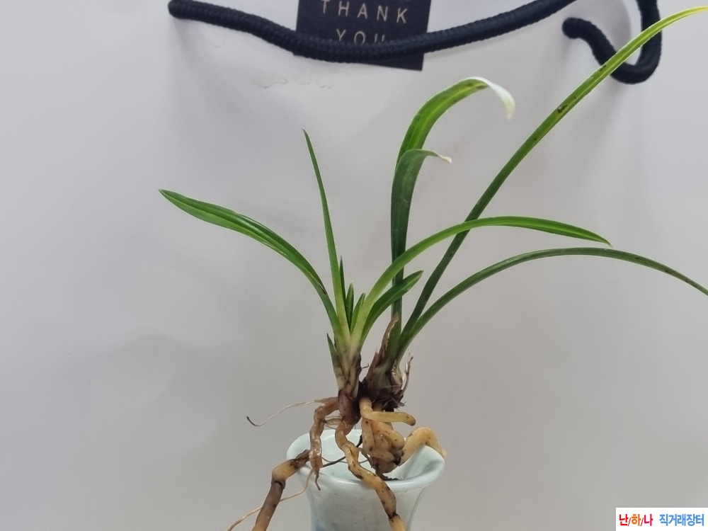 입변서반에 색소심 종?