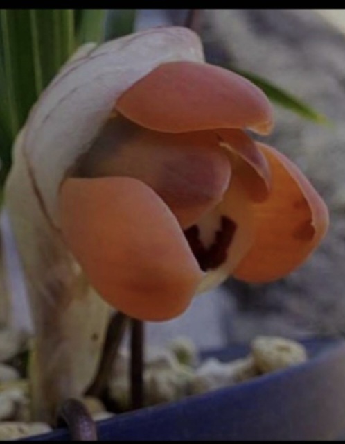 홍두.중.상작4촉 장단?