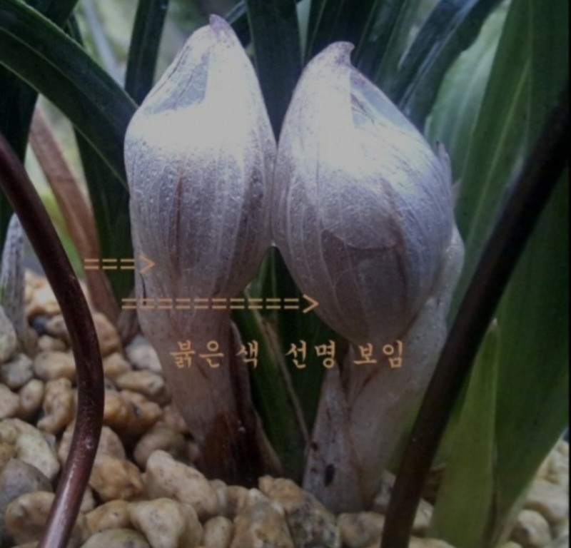 전국대상춘란 예상. 명?