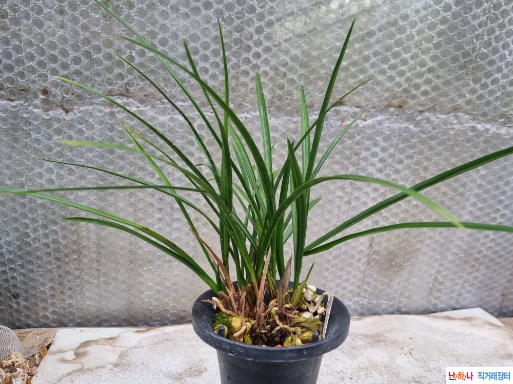 산채출발 화형좋은 주?