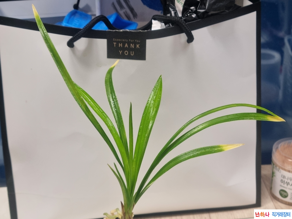 화근없는 화려한 서반