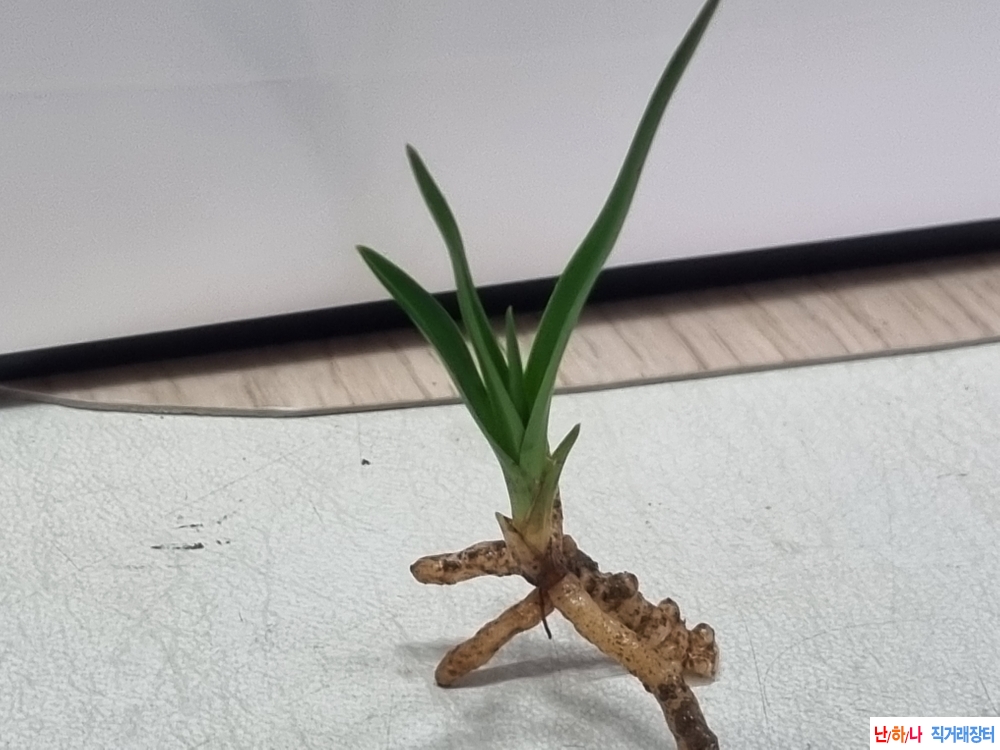 산채생강 후육입변