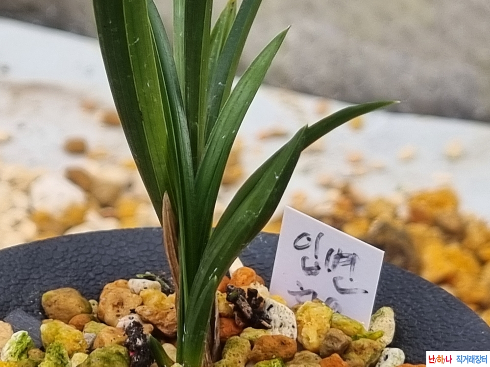 변발전좋은 후육 두화?