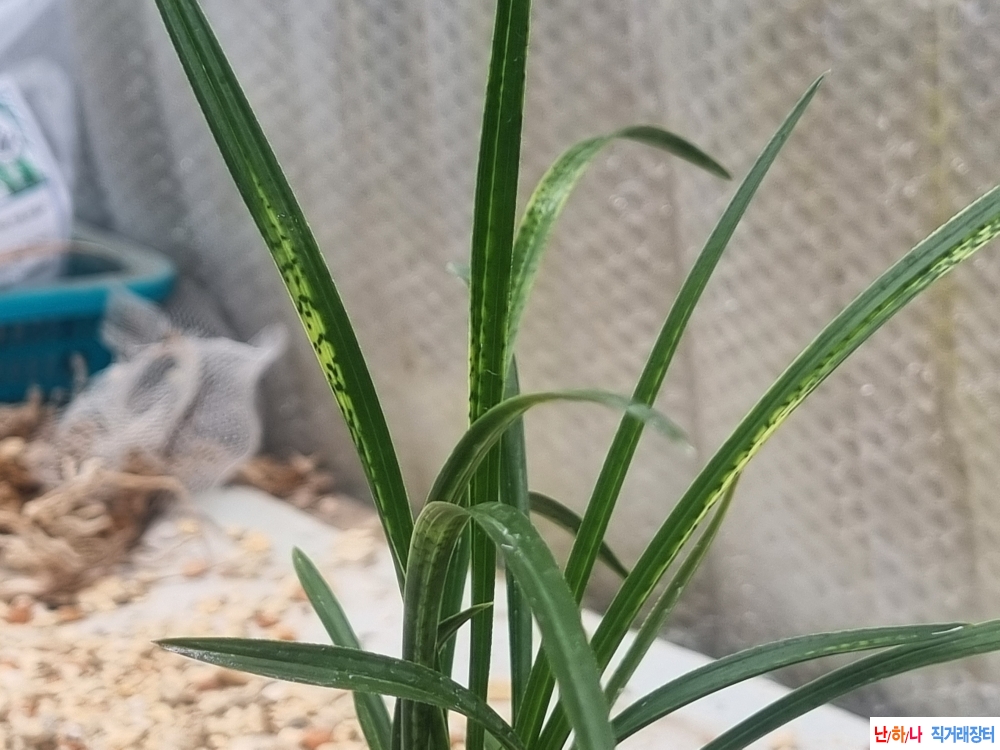 격이다른 후육입변 서?