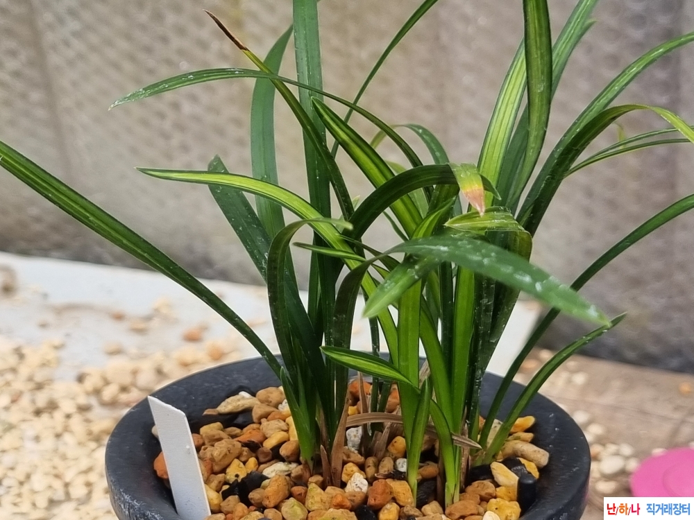 생강출발 입변 녹호중?