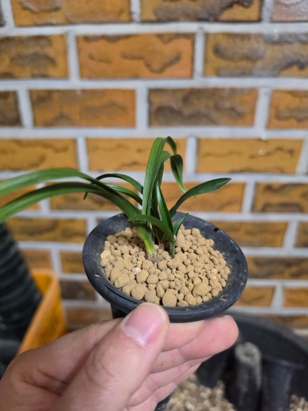 입변산반