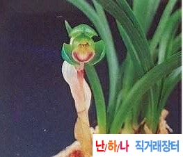 전국대회금상두화