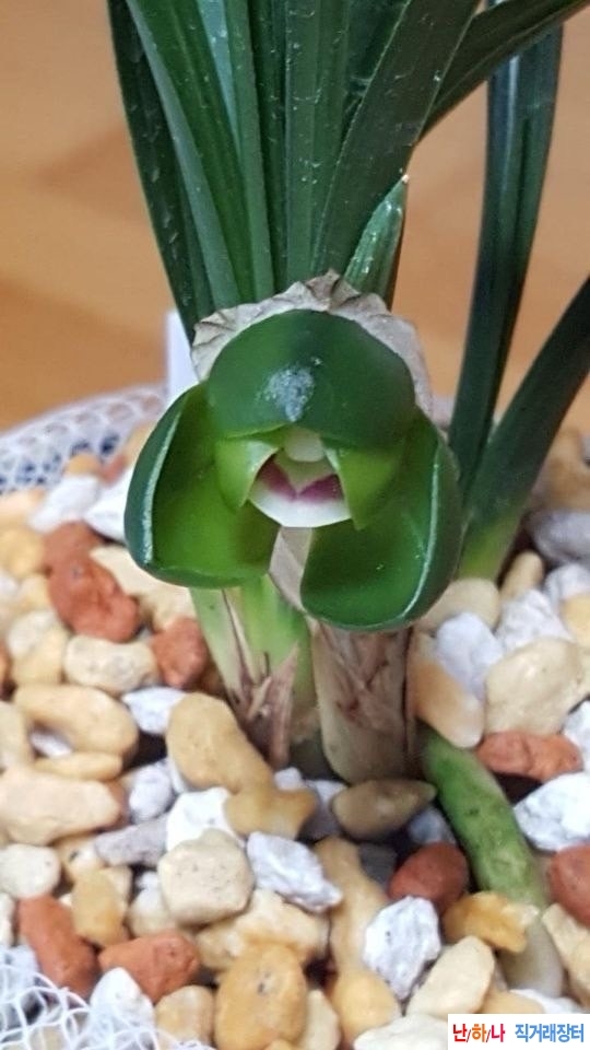 취록두화