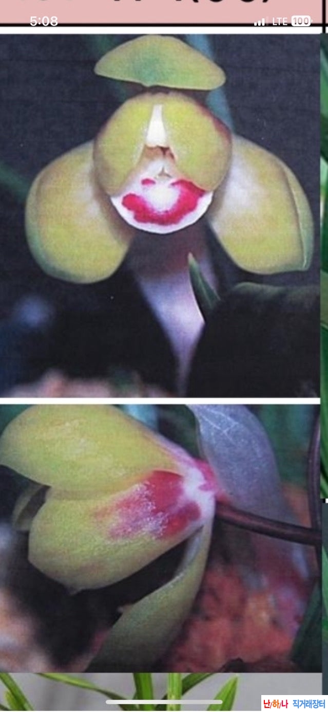 색두화