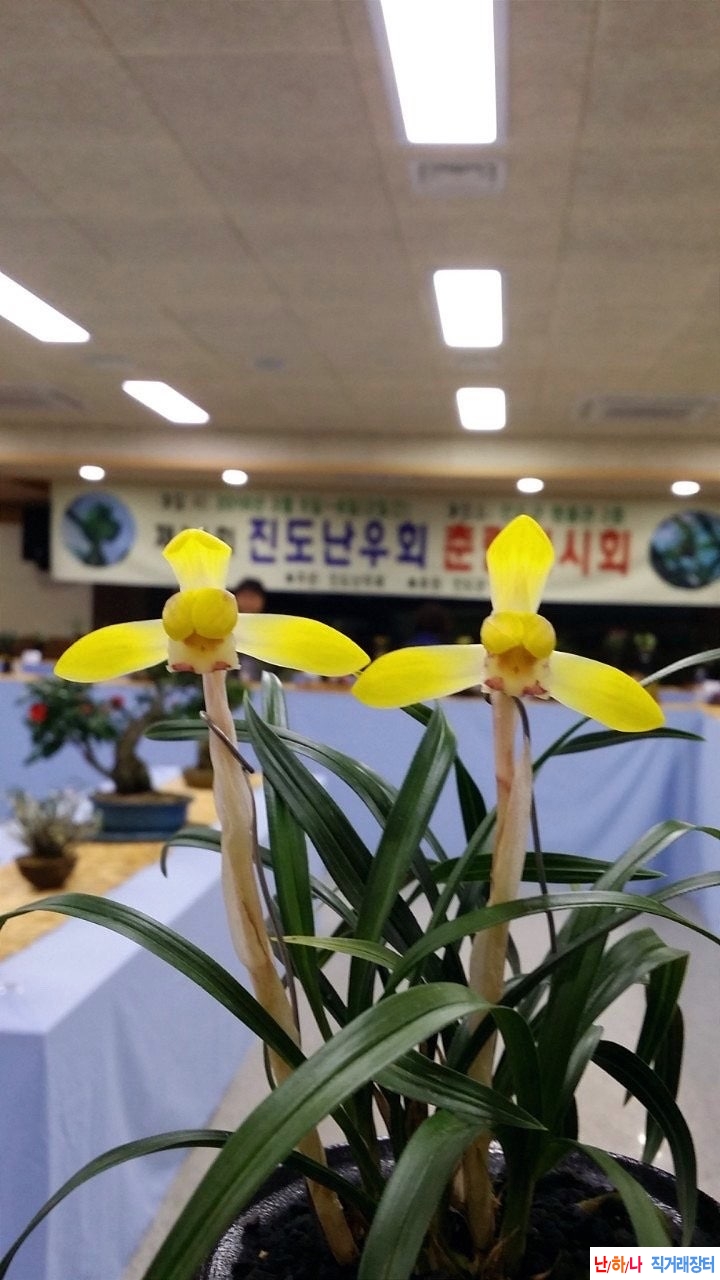 진성황화