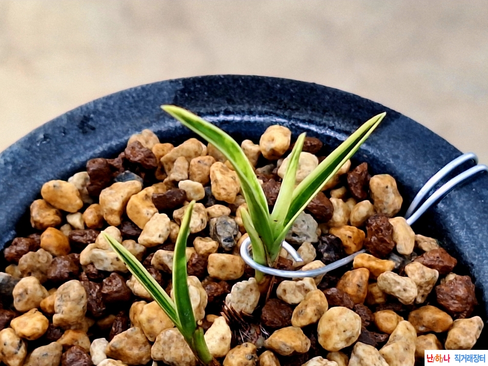 까닥지입변서반복륜