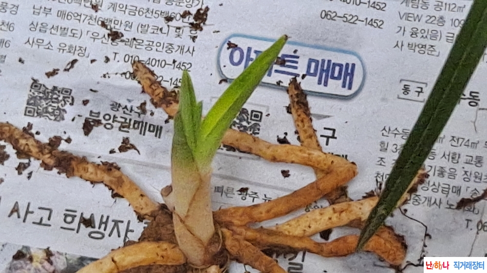 산채품