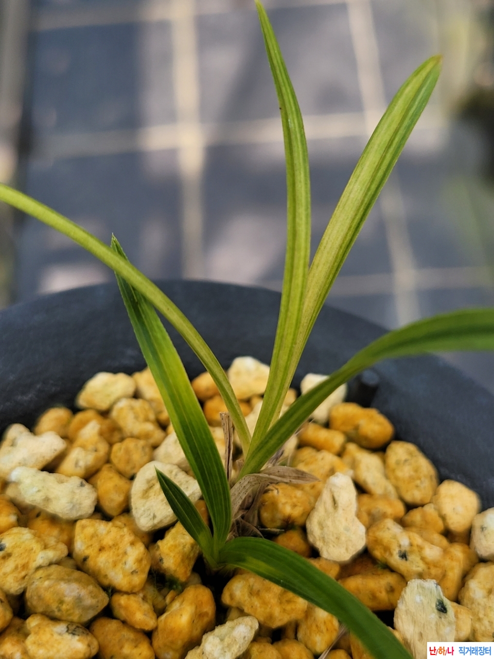 발전산반녹호입니다