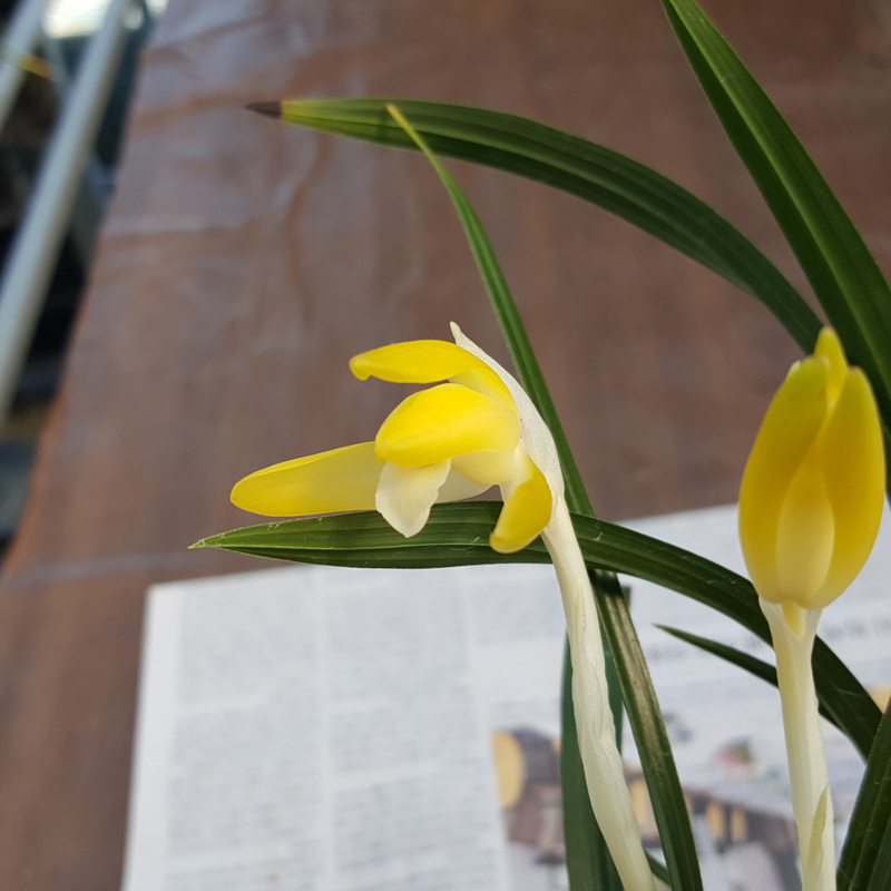 무명,,진성,,황화소심,,?