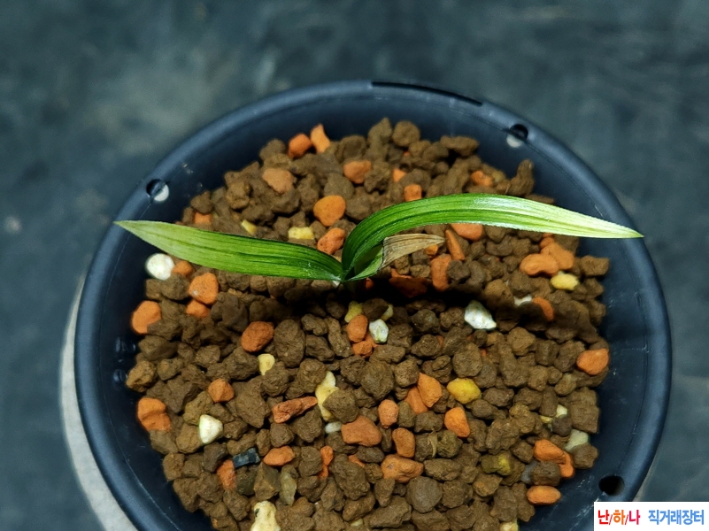 올봄산채 입변전면산?