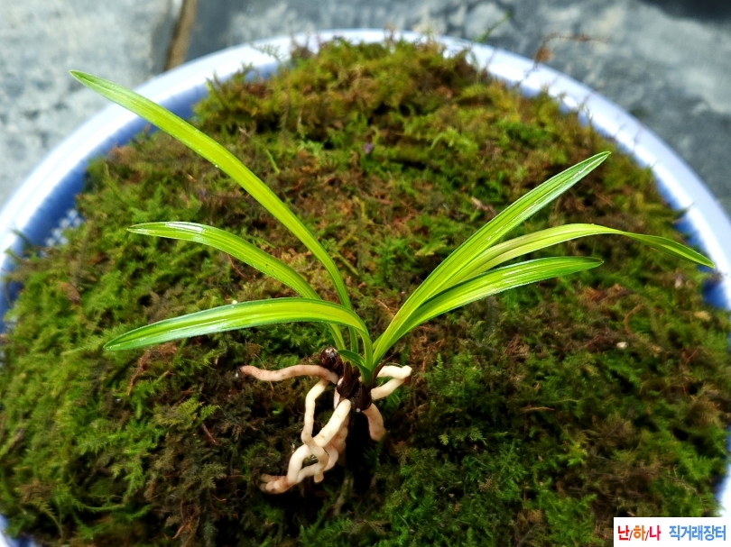 화려한 입변에 황서중?