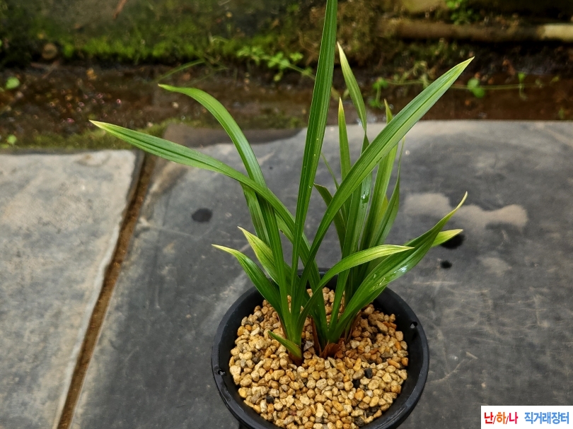 튼튼한 환엽황산반