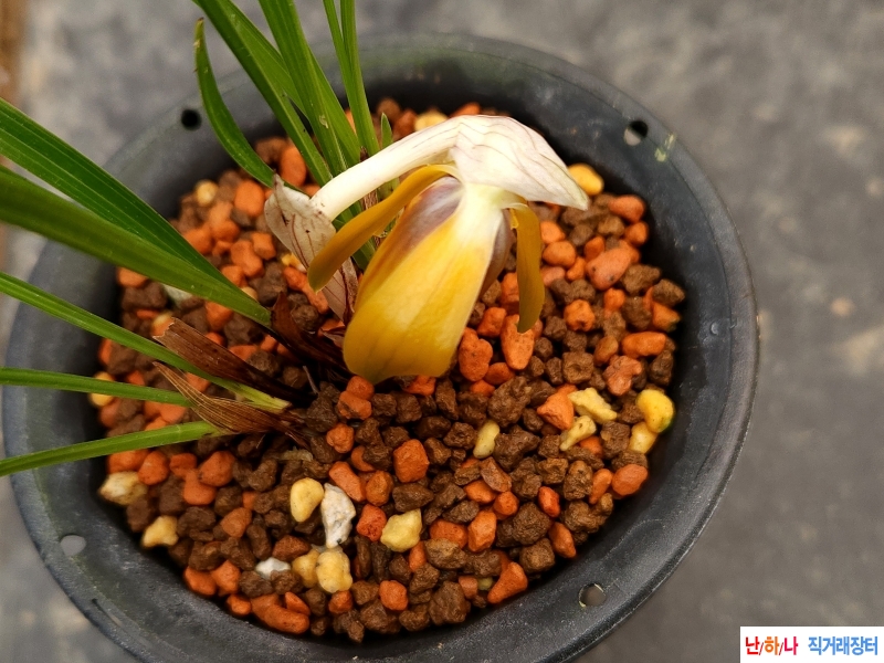 수태속에서 개화된 주?