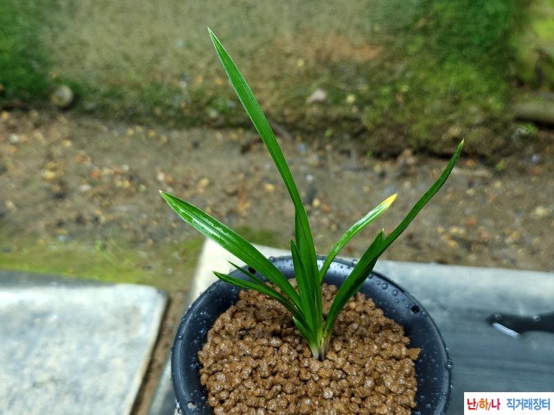 종자우수한 전통입변?