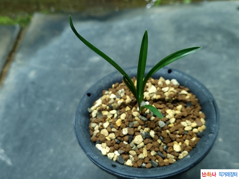 전통옥아진입변