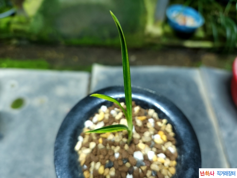 두화변 금계산반녹호