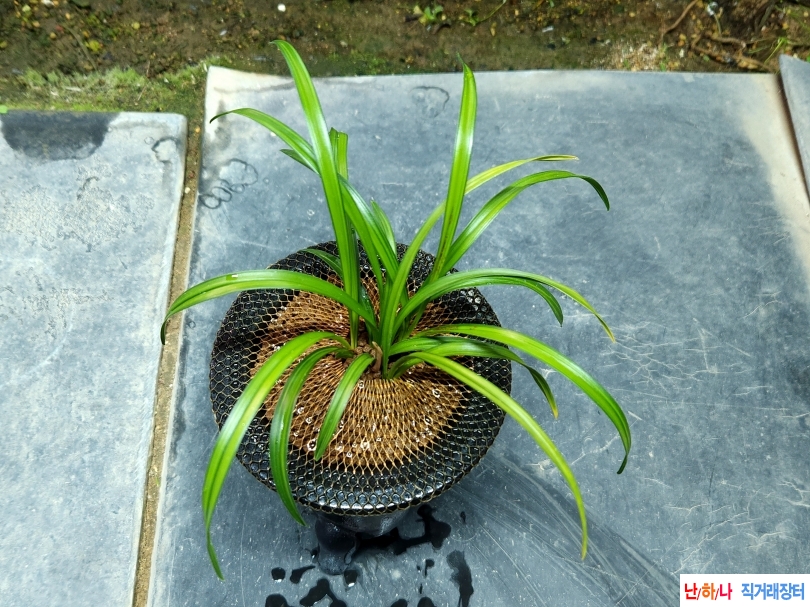 미개화 환엽감중투