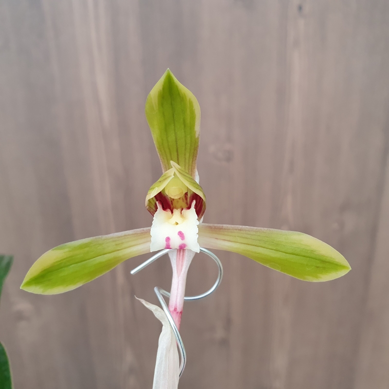 화형,,복륜화,,꽃1