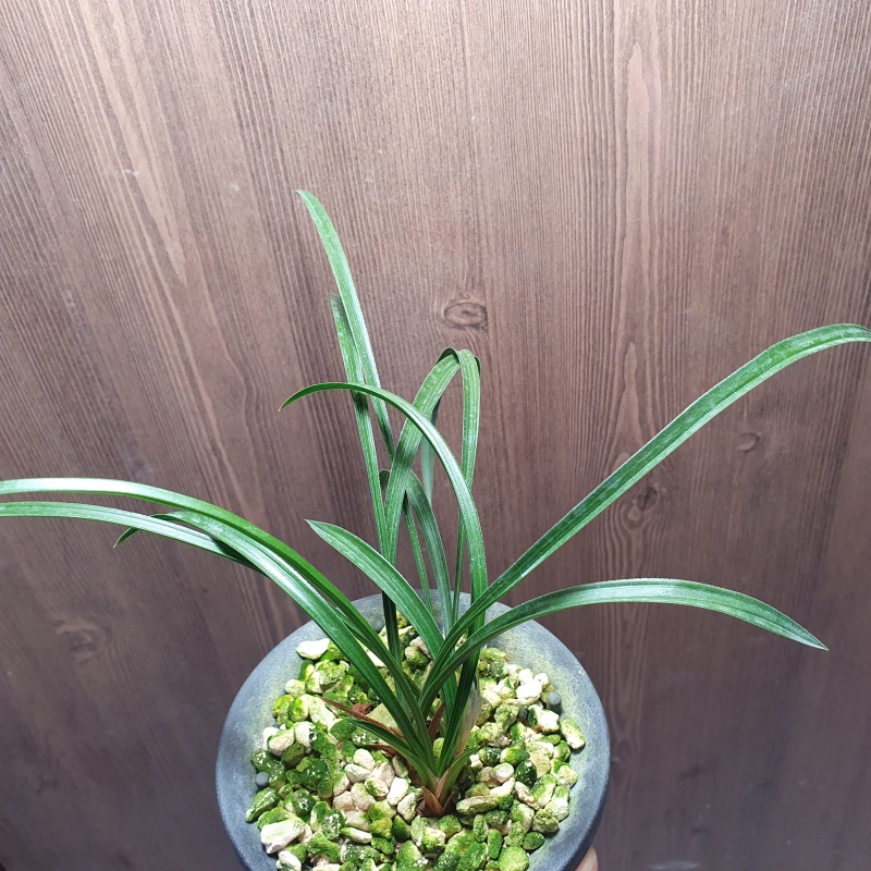 산채출,,잎산반,,취록?